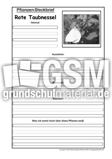 Pflanzensteckbrief-Rote-Taubnesse-SW.pdf
